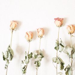 Close-up of flowers over white background