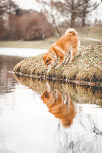 View of dog drinking water