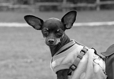 Tired russian toy terrier in dolomiti mountains park