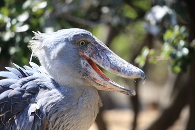 Close-up of bird