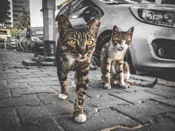 Portrait of cat on car