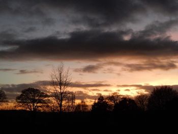 Silhouette of trees at sunset