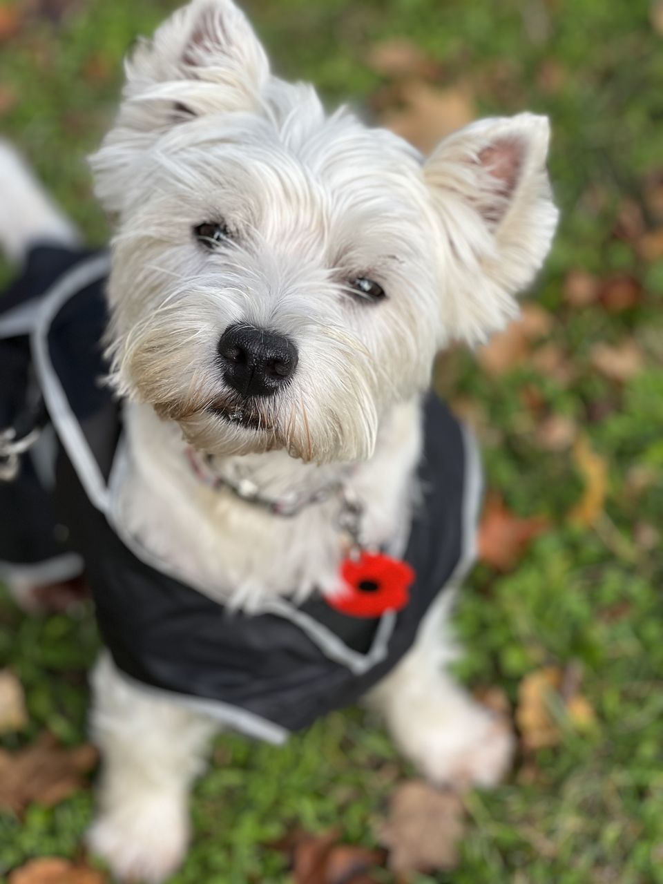 dog, canine, domestic animals, pet, one animal, mammal, animal themes, animal, west highland white terrier, terrier, portrait, looking at camera, cute, white, carnivore, grass, young animal, plant, focus on foreground, nature, no people, lap dog, puppy, day, outdoors, animal hair