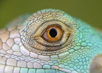 Close up of lizard