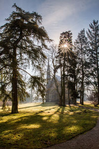 Sunlight streaming through trees