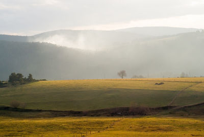 Scenic view of field against sky