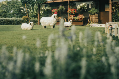 View of white horses in a field