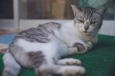 Close-up of cat relaxing at home