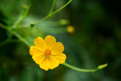 Close-up of yellow flower blooming outdoors