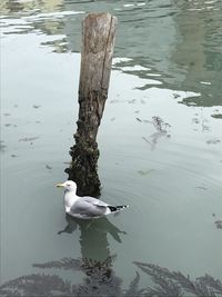 High angle view of seagull perching on wooden post in lake
