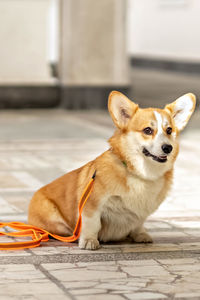 Close-up portrait of corgi dog