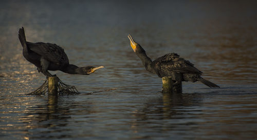 Cormorants perching on wooden posts amidst sea