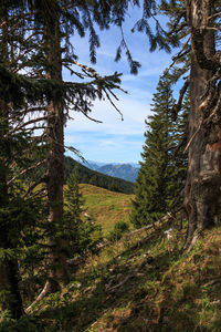 Pine trees in forest against sky