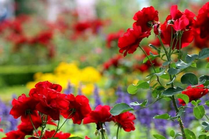 flower, freshness, red, petal, fragility, growth, flower head, beauty in nature, focus on foreground, blooming, nature, plant, close-up, in bloom, stem, park - man made space, day, poppy, blossom, outdoors