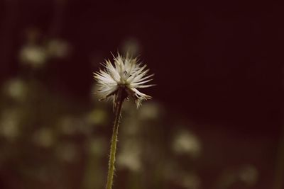 Close-up of flower against blurred background