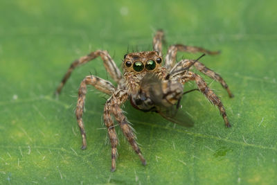 Close-up of spider