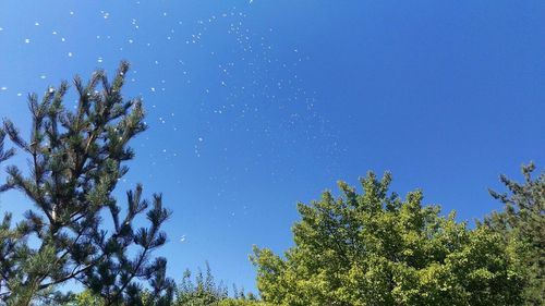 Low angle view of trees against clear sky