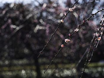 branch