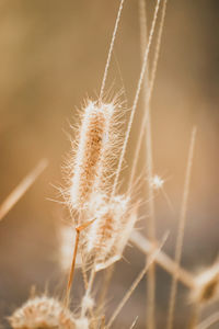 Close-up of dandelion on field