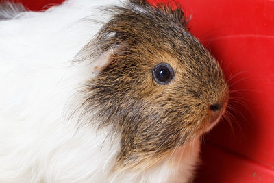 Close-up of a rabbit