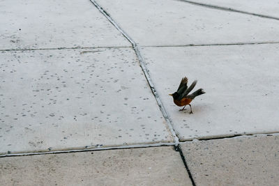 Close-up of bird perching on ground