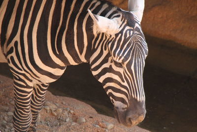 Close-up of zebra standing