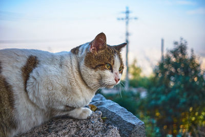 Close-up of a cat looking away