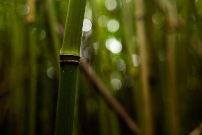 Bamboo stem in maui bamboo forest