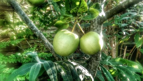 Close-up of fruits on tree