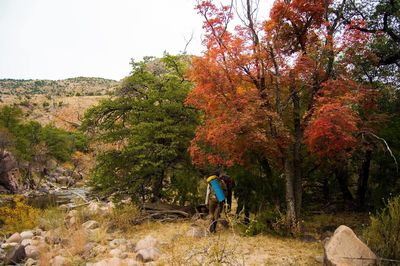 Rear view of people hiking in forest during autumn