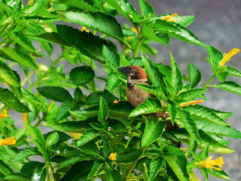 Close-up of insect on plant