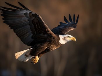 Close-up of eagle flying