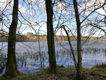 Scenic view of lake in forest