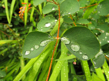 Close-up of wet insect on plant