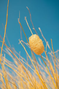 Close-up of plant against blue sky