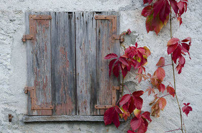 Close-up of red flowers on wooden door