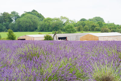 Purple flowering plants on field against sky