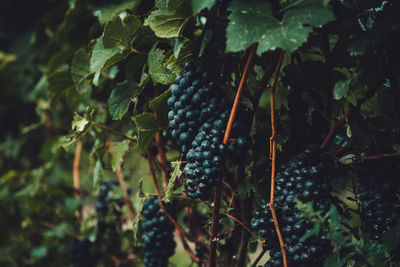 Wonderful grapes on the vine.