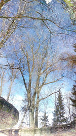 Bare trees against sky