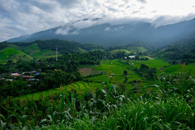 Scenic view of agricultural field against sky