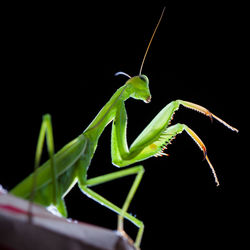 Close-up of grasshopper on leaf against black background