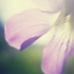 Close-up of pink flower blooming outdoors