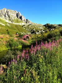 Purple flowering plants on field against sky