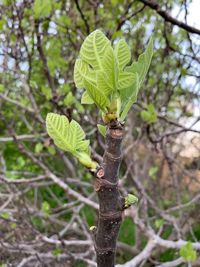 Close-up of plant growing on tree