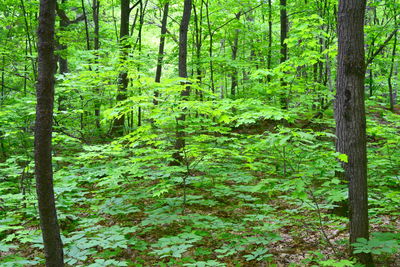 View of trees in the forest