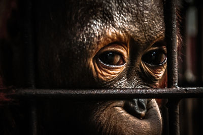 Close-up of monkey in cage at zoo