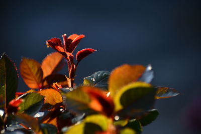 Close-up of orange flowering plant