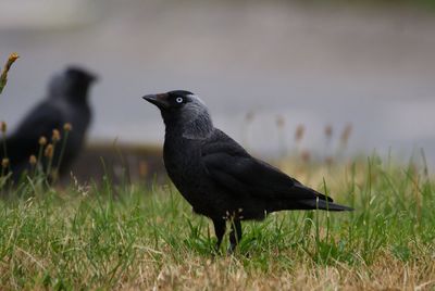 Raven perching on field