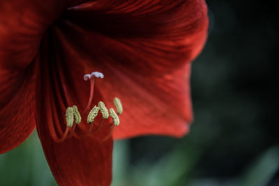 Close-up of red rose flower