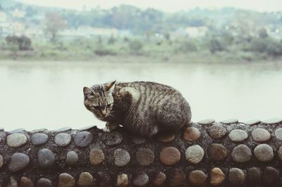 Pregnant cat sitting on surrounding wall against lake